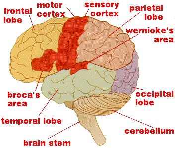  [labeled picture of a brain from the