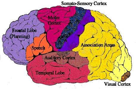 cortex