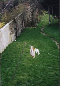 Grass before irradiation